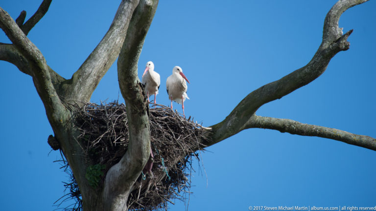 Two white storks stand together on a large stick nest between thick tree branches.