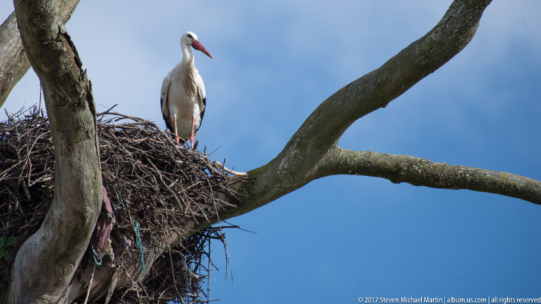 White stork stands on a large stick nest wedged in the fork of a mature tree.
