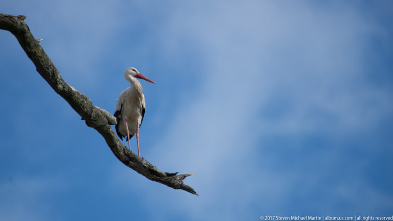 White stork with red bill and legs perches upright on a bare tree branch against blue sky.