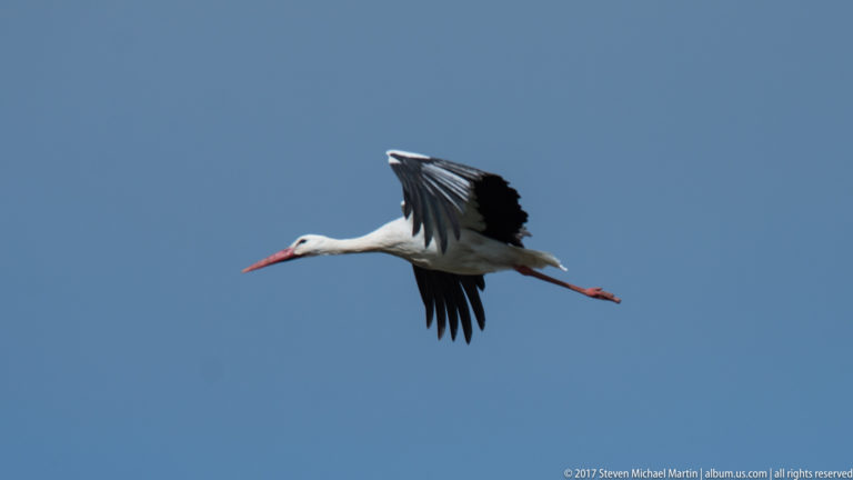 Distant white stork flies with outstretched neck, red bill and legs, and black-edged wings against blue sky.