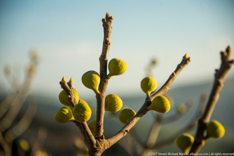 Close-up of small green figs growing on a pruned branch against a softly blurred landscape.