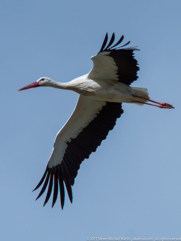White stork flies across blue sky with black flight feathers spread, red bill forward, and red legs trailing.