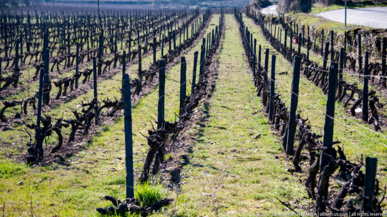 Straight rows of dormant grapevines supported by posts and wires in winter.