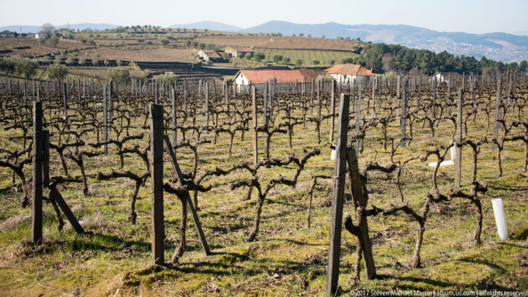 Dormant vineyard rows with white farm buildings and rolling hills in the distance.