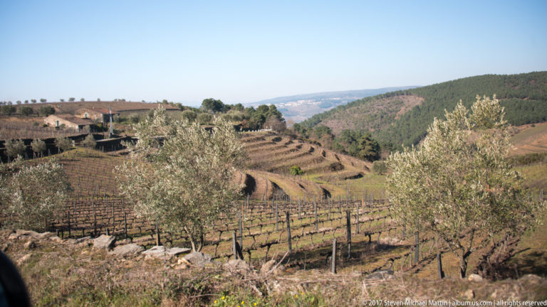 Curving dormant vineyard terraces with olive trees across dry rolling hills.