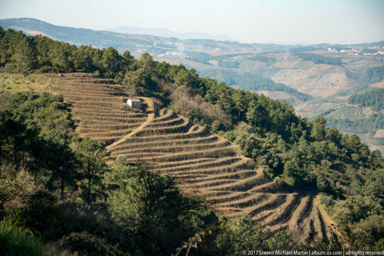 Narrow vineyard terraces curving across a steep wooded hillside.