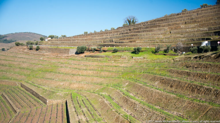 Terraced vineyard slopes with rows of vines descending across a sunlit Douro Valley hillside near Pinhão.