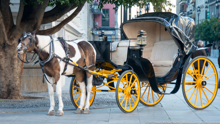 Piebald horse harnessed to a black sightseeing carriage with bright yellow wheels beneath a street tree.