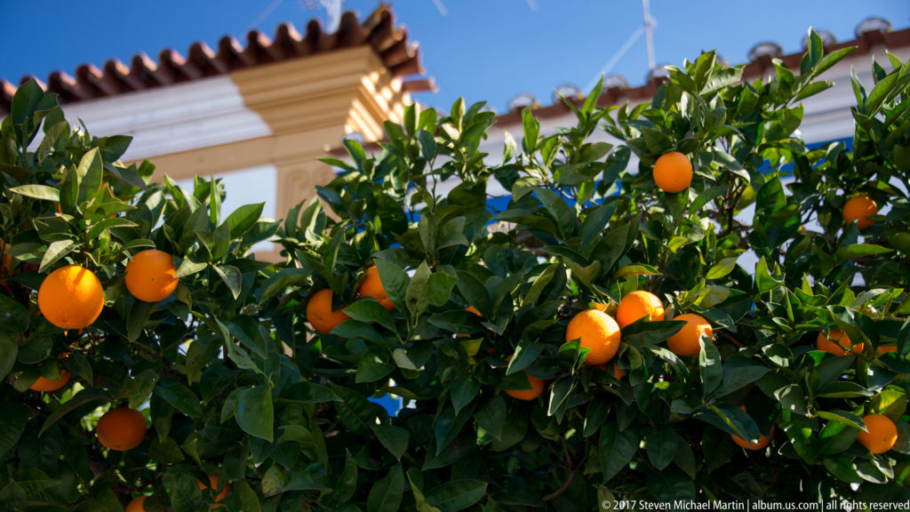 Ripe oranges among dense glossy leaves, with the cornice and tiled roofline of a pale building behind.