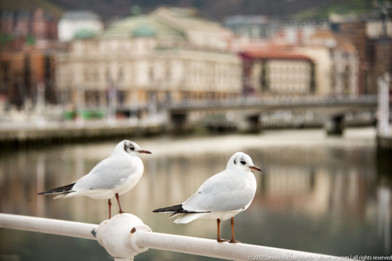 Three pale gulls perch on a white railing beside the river, with Bilbao buildings blurred across the water.