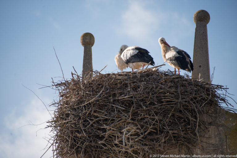 Two white storks standing together on a large stick nest high on a stone structure.