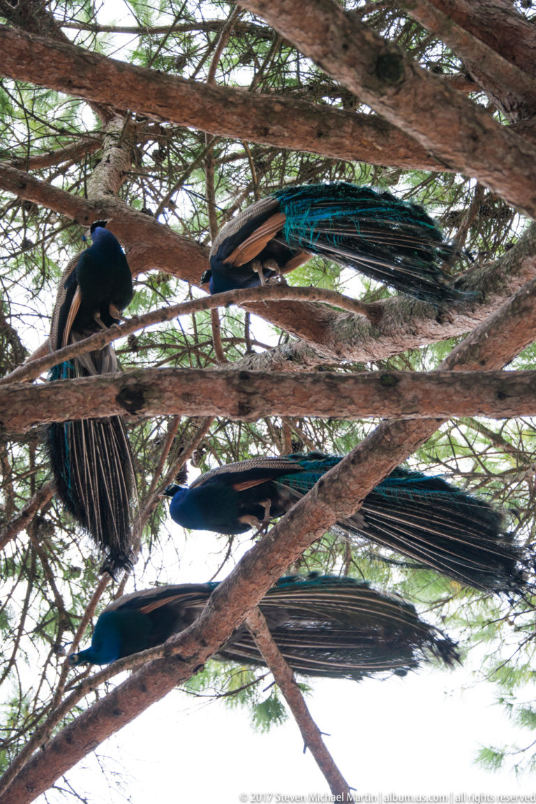 Several peafowl with long folded tails perched on broad tree branches in the grounds of São Jorge Castle.
