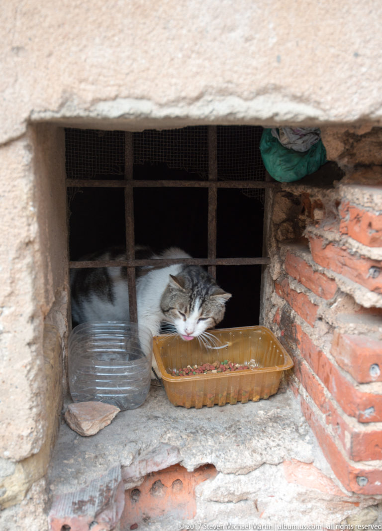 Gray-and-white cat resting behind metal bars in a rough stone-and-brick opening beside a small plastic dish.