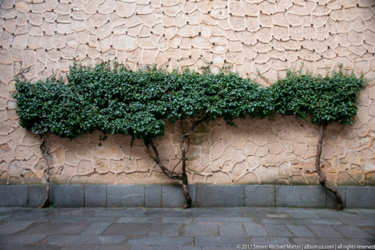Long clipped ivy hedge trained flat against a textured pale stone wall, supported by three woody trunks above a paved walkway.