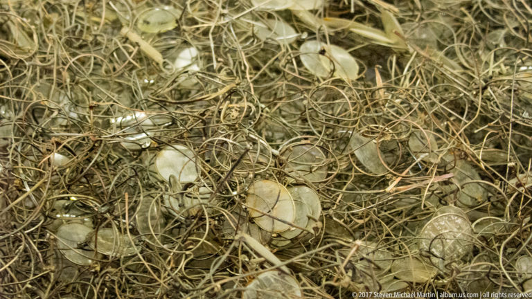 Tangled pile of wire-framed eyeglasses and loose lenses preserved in an Auschwitz museum display.
