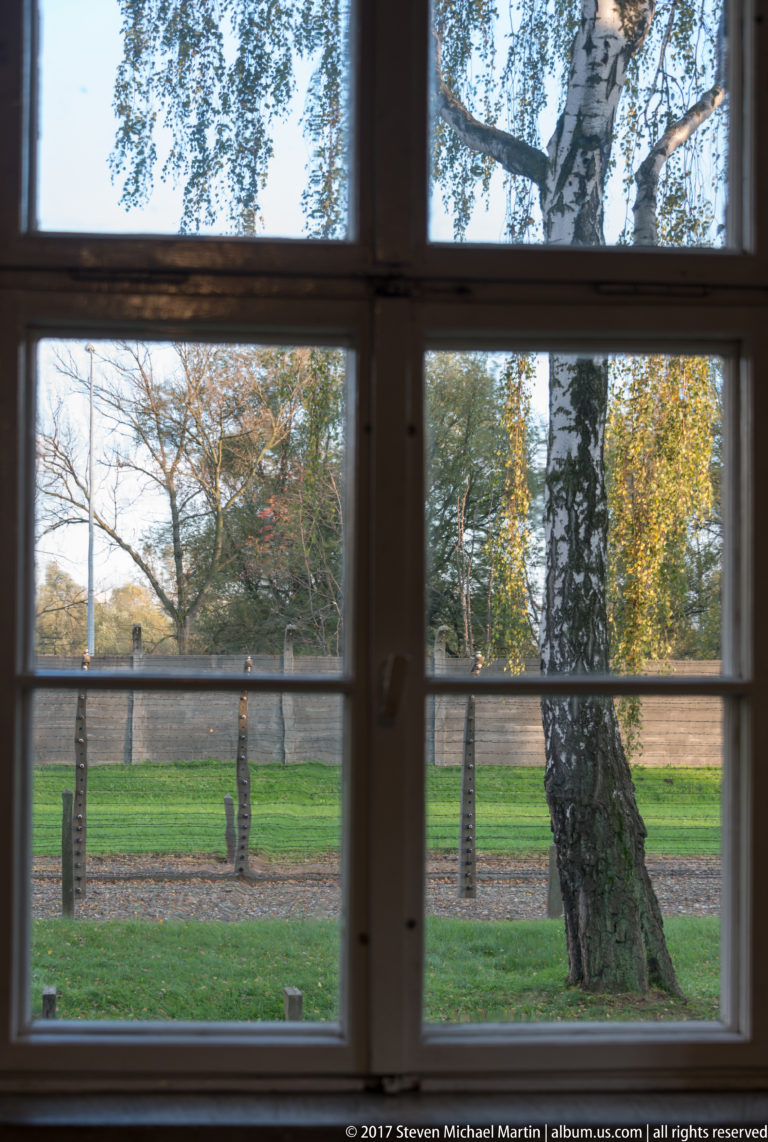 Barbed-wire perimeter, lawn and boundary wall seen through a four-pane window with a birch tree outside.