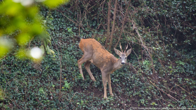 Male roe deer with short antlers standing alert among ivy and dense woodland vegetation.