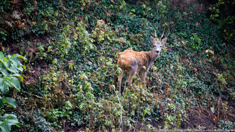Male roe deer with short antlers standing in dense green undergrowth and looking toward the camera.