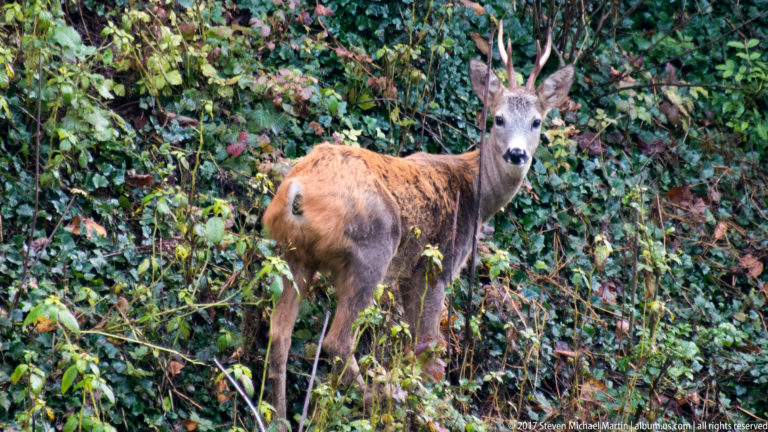 Close view of a male roe deer with short antlers and brown coat against ivy-covered vegetation.