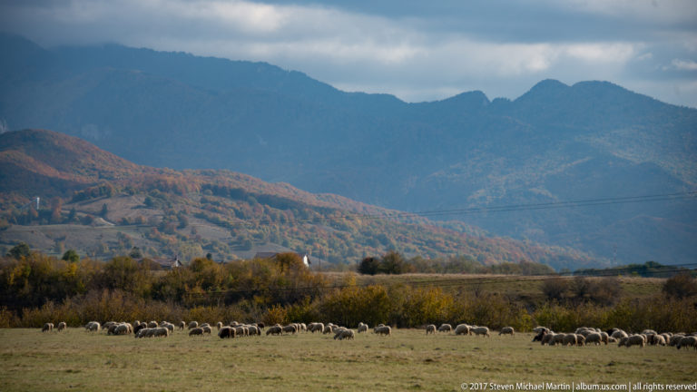 Flock of sheep grazing across pasture below autumn-covered foothills and dark mountain ridges near Bran.