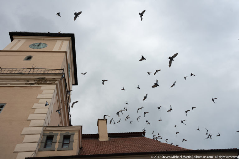 Flock of dark birds flying beside the clock tower and red roof of Brasov Council House.