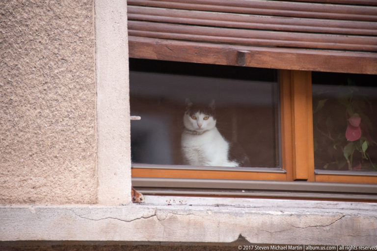 White-and-gray cat sitting behind a low wooden window beneath a partially lowered brown shutter.