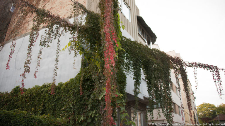 White Bucharest building heavily draped with green and red climbing vines hanging from the roof and upper walls.