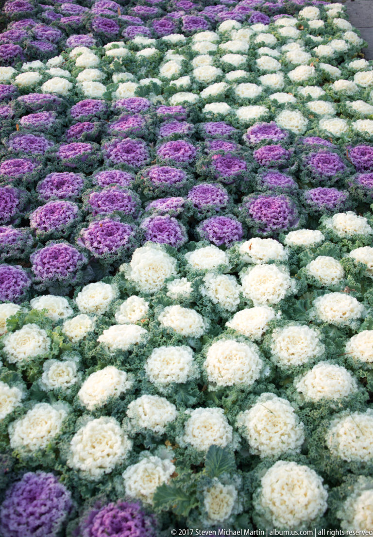 Dense rows of purple and white ornamental cabbages forming a patterned planting bed.