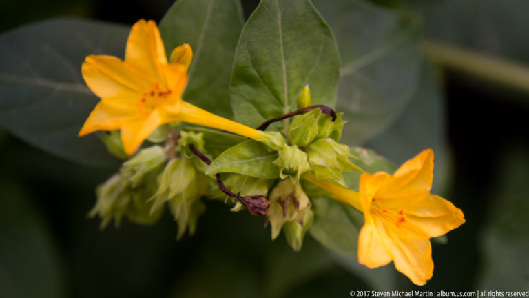 Two yellow trumpet-shaped flowers with green leaves and unopened buds against a softly blurred background.