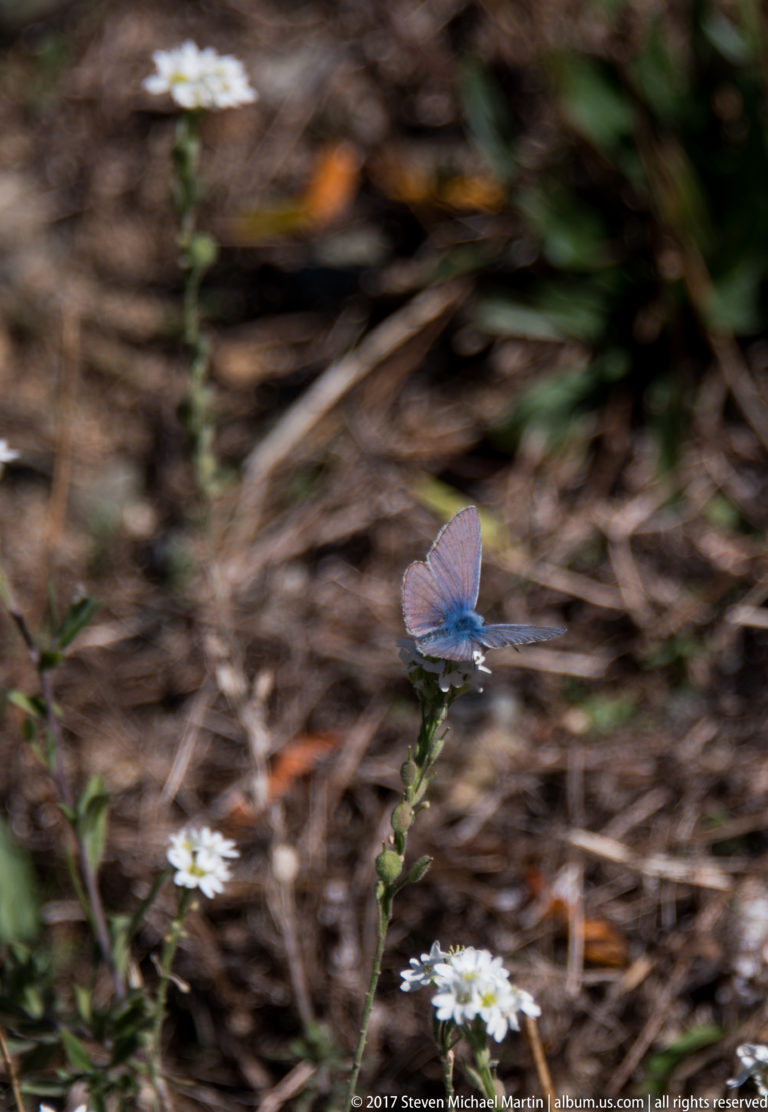 Small blue butterfly above low plants and white flowers, with blurred wings and leaf litter in the background.
