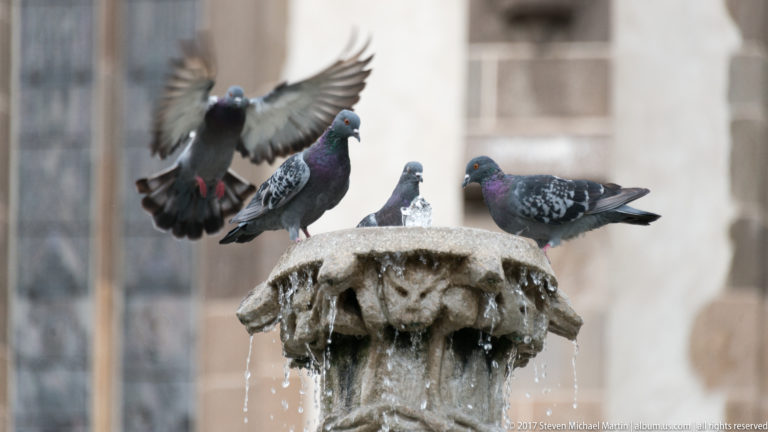Several rock pigeons perch on a carved stone fountain while one lands with its wings spread above trickling water.