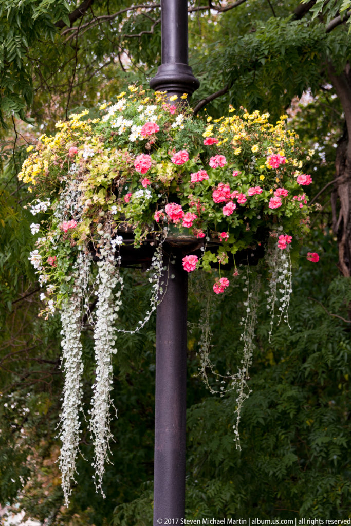Pink and white flowers cascade from a hanging basket attached to a dark streetlamp against green foliage.