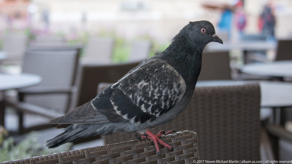 Gray rock pigeon with iridescent green neck and pink feet perched on a woven outdoor chair.