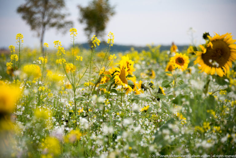 Sunflowers rising above white and yellow wildflowers in a broad rural field.