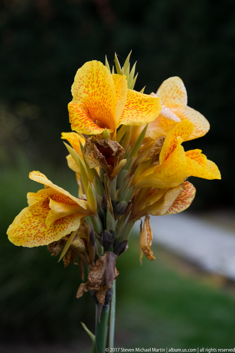 Cluster of yellow canna blossoms patterned with orange speckles against a dark blurred background.