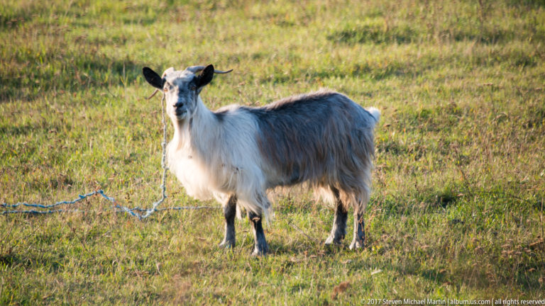 Long-haired gray-and-white goat with small horns standing tethered in a grassy field.
