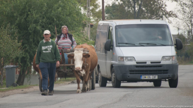 Man leading cattle along a village road beside a white van, with another person following behind.