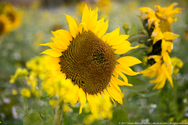 Close view of a mature yellow sunflower with a dark seed head and blurred sunflowers behind it.
