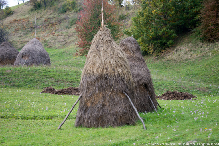 Conical haystacks supported by long poles in a green meadow beside autumn woodland.