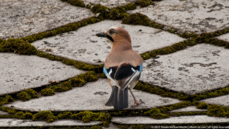 Eurasian jay viewed from behind on pale stone paving, showing its blue barred wing patch and pinkish-brown body.