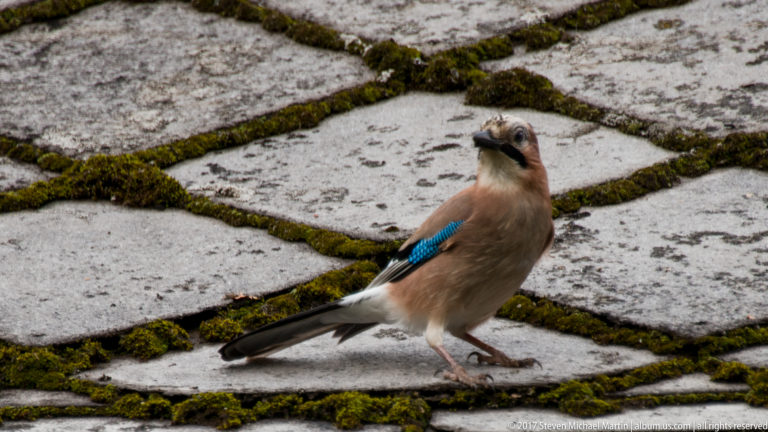 Side view of a Eurasian jay on mossy paving with vivid blue barred wing patch, black tail, and buff-pink plumage.