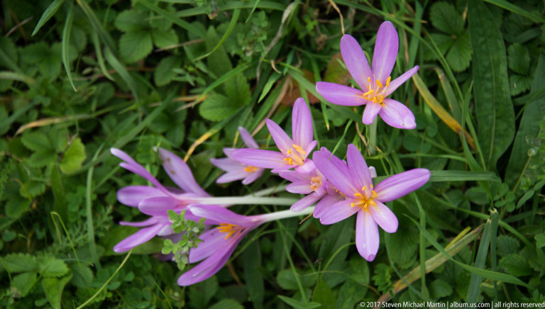 Cluster of purple crocus-like flowers with yellow-orange stamens growing among green grass.