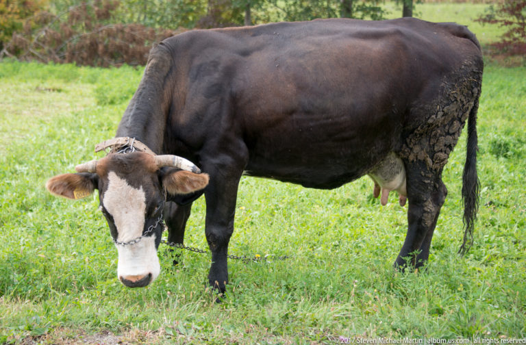 Black cow with white facial blaze standing in green grass, its muddy hindquarters visible in profile.