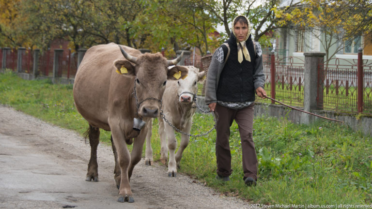 Woman in a headscarf leading two cattle along a village roadside beside houses and fences.