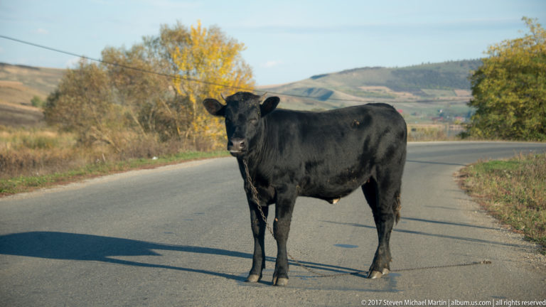 Black cow standing alone in the middle of a paved rural road with autumn fields and hills behind.