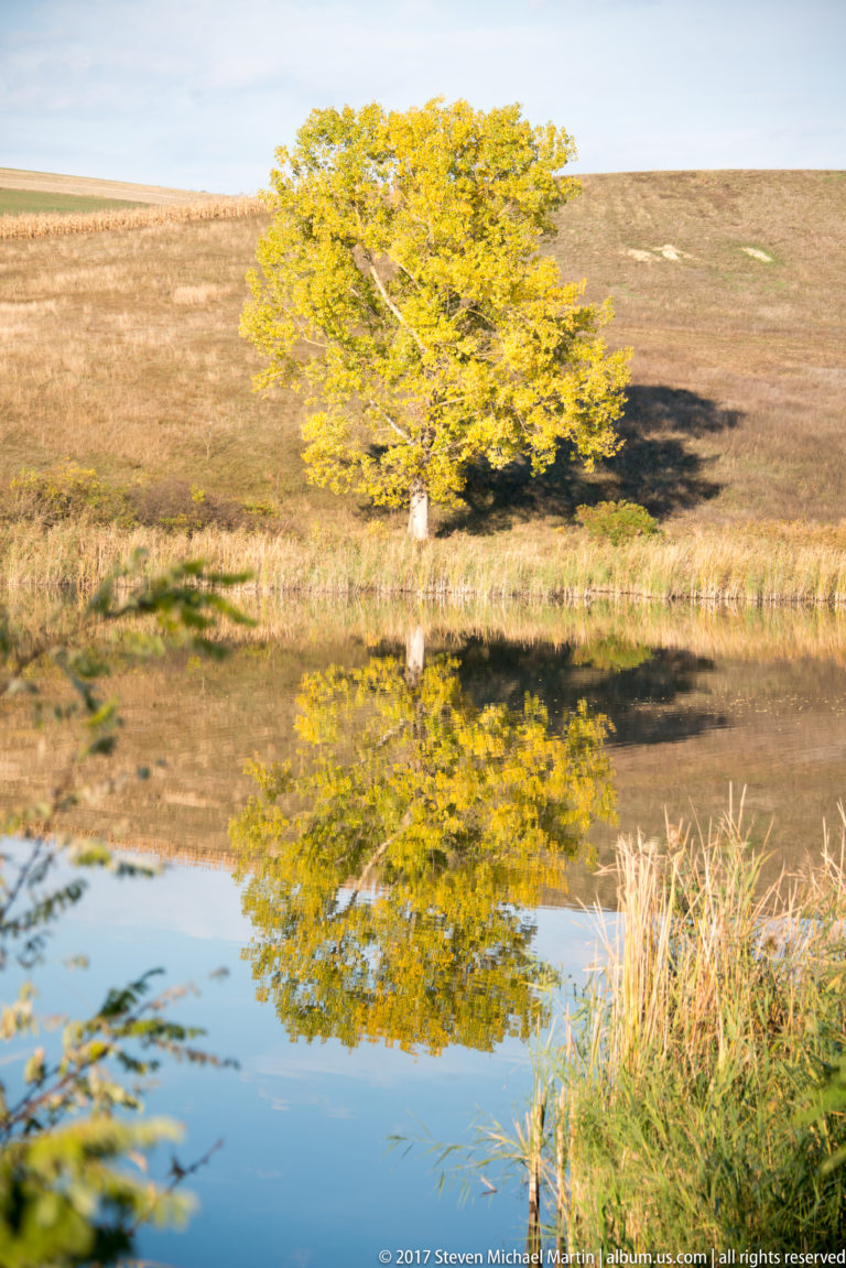 Yellow autumn tree reflected in a still rural pond surrounded by dry grass and low hills.
