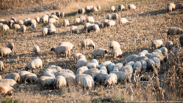 Large flock of sheep grazing among dry stalks across a harvested brown field.
