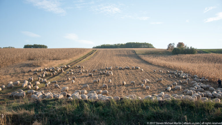Large flock of sheep spread across a harvested field with parallel crop rows rising toward the hilltop.
