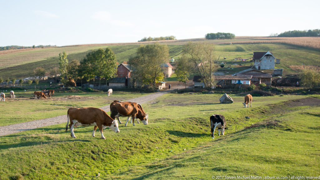 Brown and black-and-white cattle grazing on green pasture below rural houses and cultivated hills.