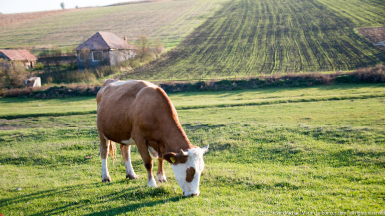 Brown-and-white cow grazing in a green pasture below cultivated hillside fields and small farm buildings.